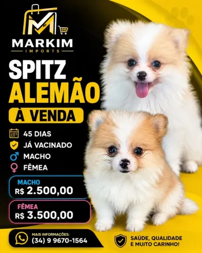 Filhotes Spitz alemão