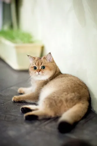 British short hair Golden shaded macho