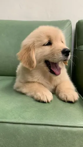 Golden Retriever Filhotinho lindo que já chegou fazendo sucesso