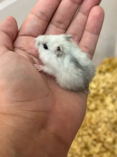 Hamster anão russo ATACADO