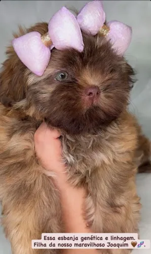Shitzu
