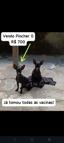 Cachorro Pincher 0