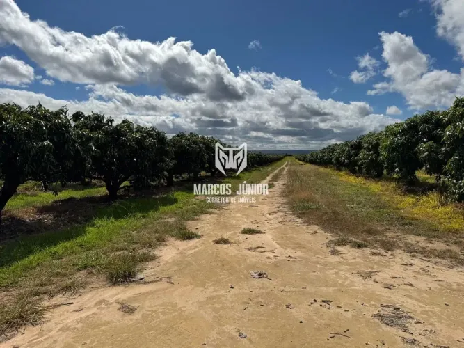 FAZENDA DE PLANTIO DE FRUTAS MANGA ABACATE E CAFE NO NORTE DE MINAS EM PRODUTIVIDADE 960 H