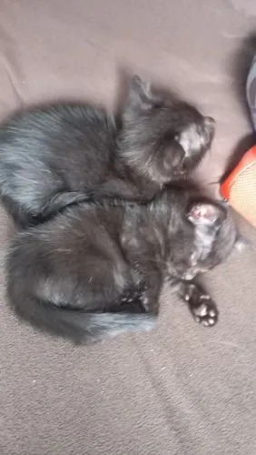 Filhote de gato para doação 