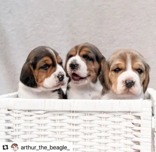 Beagles lindos garantia de saúde e suporte pós-venda