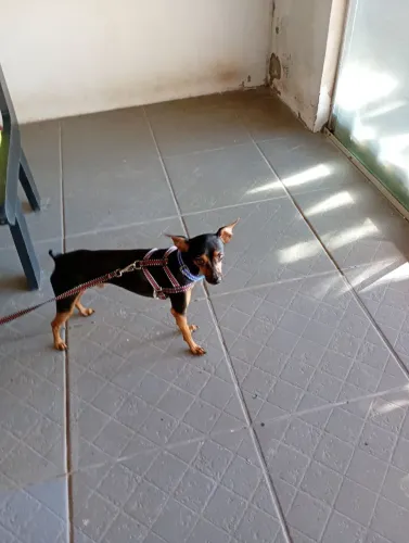 Pinscher pra Cruzar
