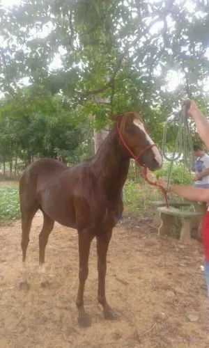 Cavalo égua