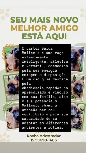 Filhotes de pastor Belga Malinois 