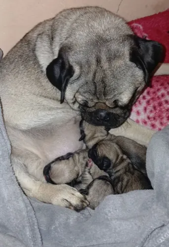 Filhotes de Pug