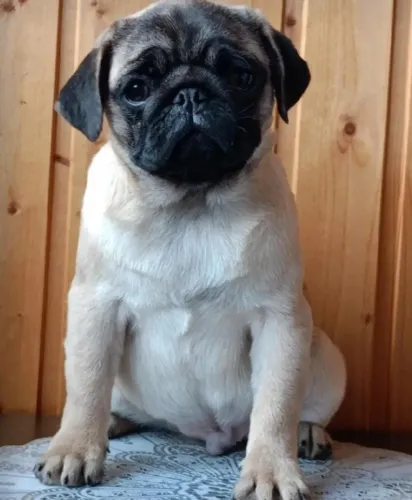 Filhotes de Pug | Pequenos encantos de quatro patas!