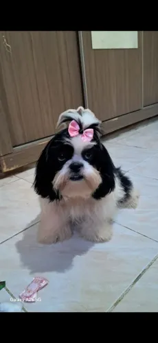 Filhotes de shih tzu. 