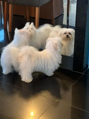 Maltês 