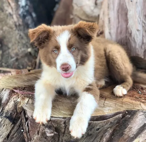 Filhote border collie, O amor verdadeiro vem com patas fofinhas!