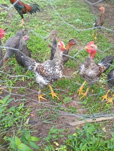 Vendo frangos caipira 60 reais vendo 5 pô 250 reais 