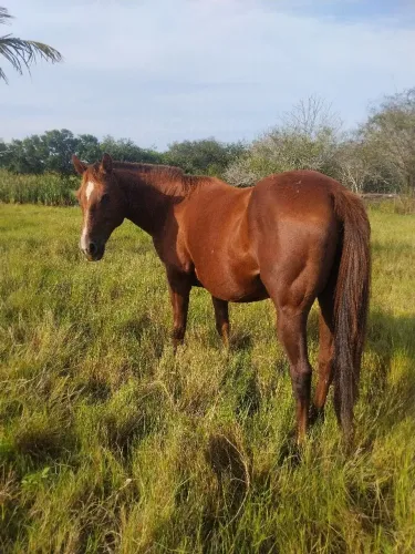 Égua Quarto de Milha