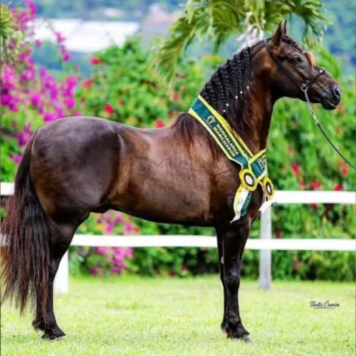 Filha do Fuzil do Pixaó, em 30 parcelas