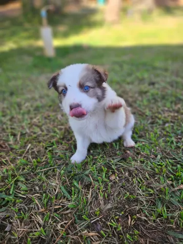 Filhote de border collie