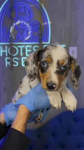 Dachshund arlequim maravilhosos