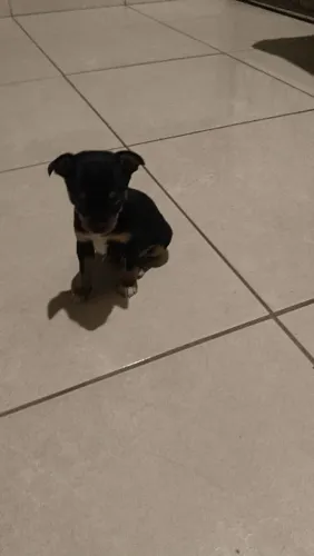 Pet