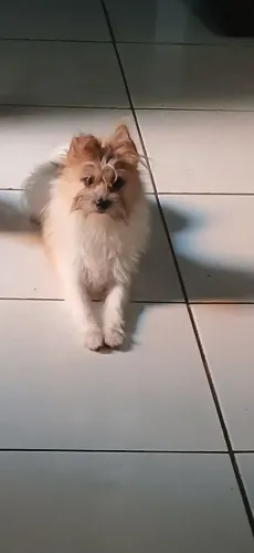 Lulu com Yorkshire 