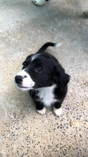 Doa-se duas cachorras fêmeas!!
