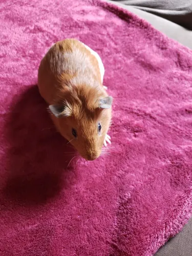Porco da india