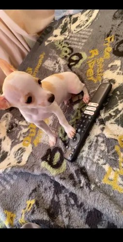 Pinscher zero macho 