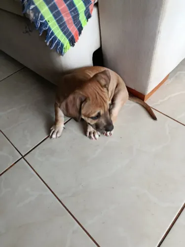 Filhotes pitbull