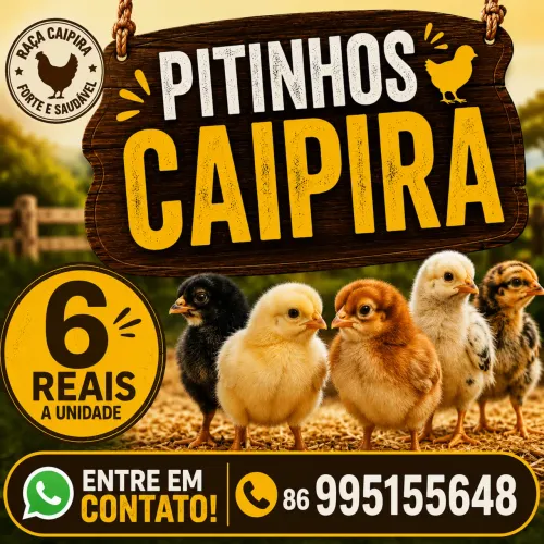 Pitinho Caipira Qualidade Entrega Grátis em Pedro II