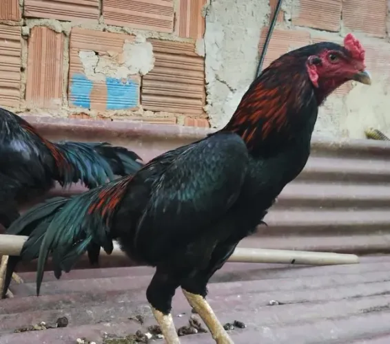 Frango índio puro