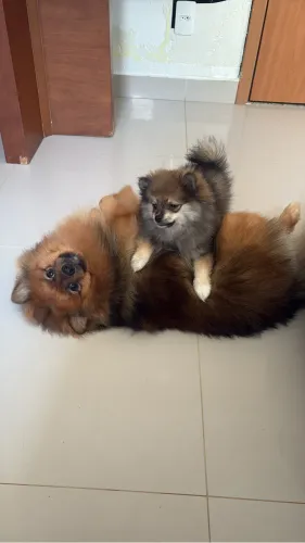 Spitz alemão