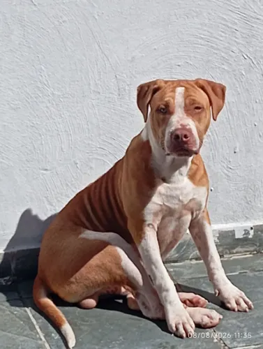Filhote dePitbull com nove meses para adoção