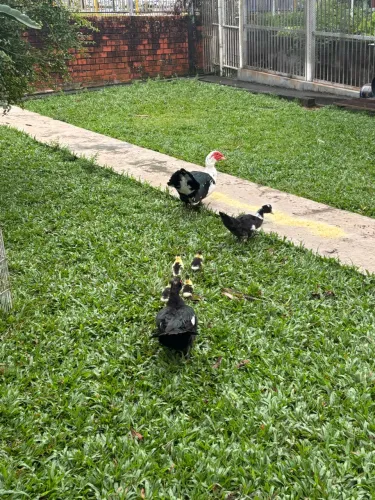 Patos