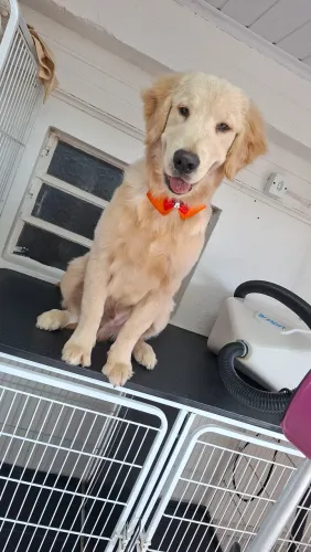 Macho de golden