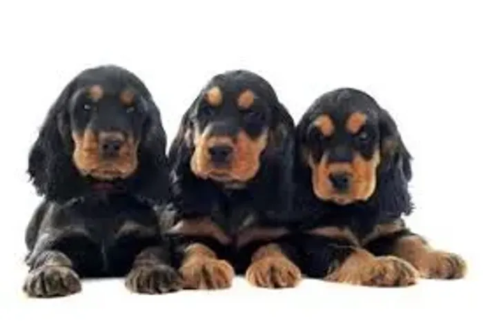 Cocker Spaniel gostaria de um novo amigo?