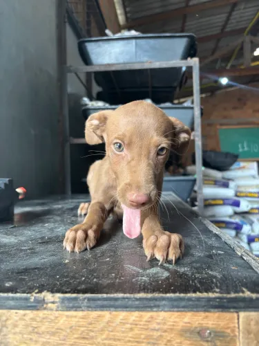 Doação de cachorro