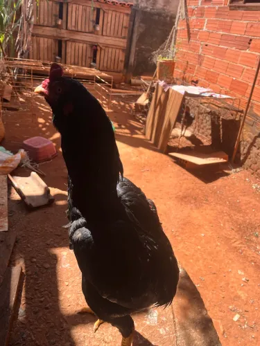 Galo suro mura