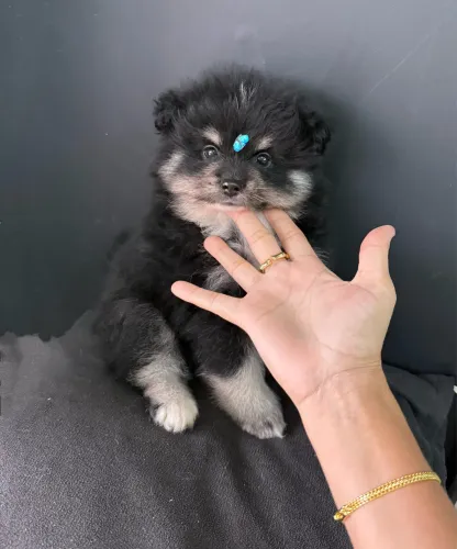 Spitz alemão Filhotinho super peludo Ursinho ac cartão 