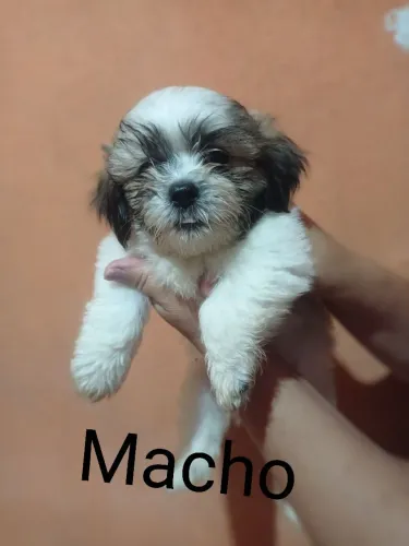 Vendo filhote Shih Tzu