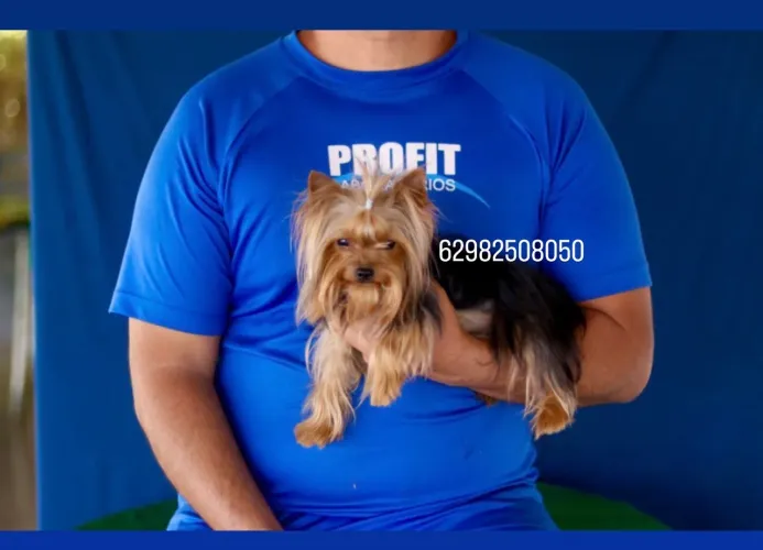 York micro adulto