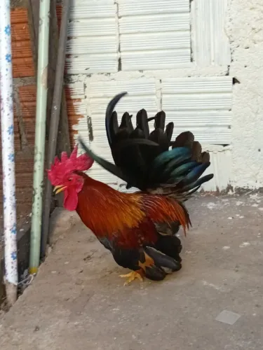 Galinzé 