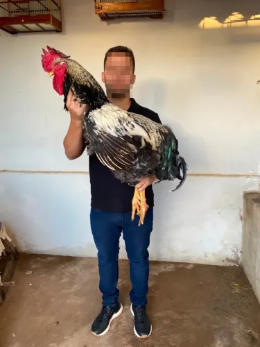 OVOS E PINTINHOS DE GALINHA SERTANEJA BALÃO - GSB