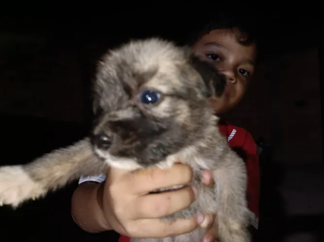 Cachorros