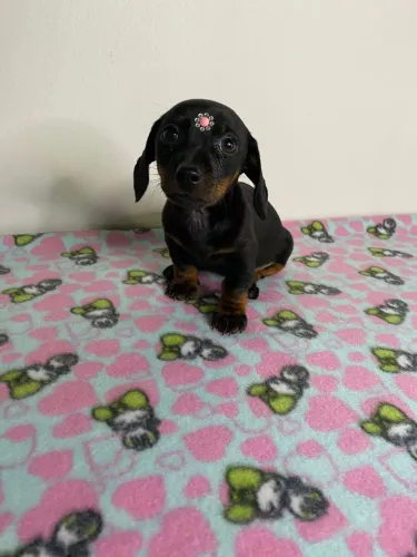 Filhote Dachshund Salsicha 