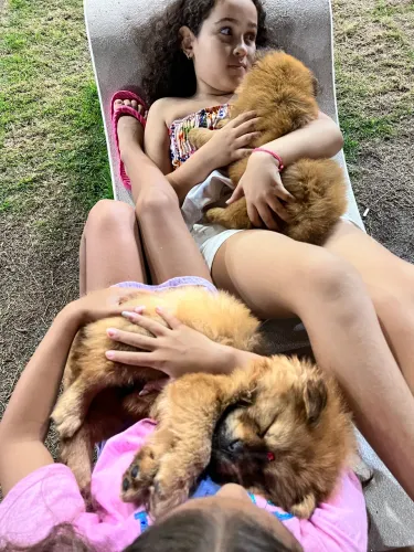 Promoção de 1000 por $800 chow Chow fêmea 