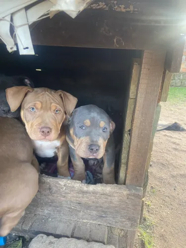 Pit Monster