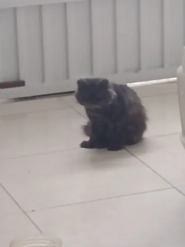 Vende se gato persa show