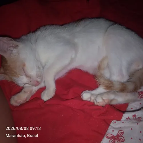 Gato