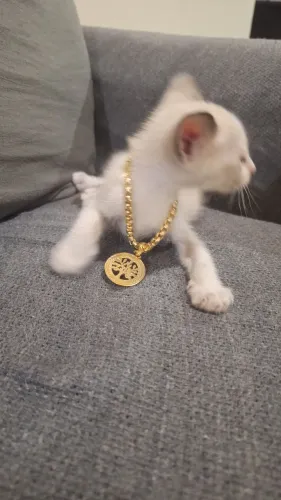 Doação de gatinho filhote 