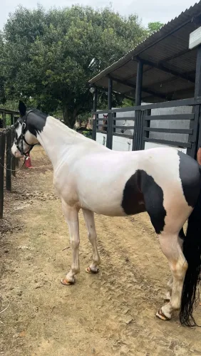 Vendo cavalo marcha picada 